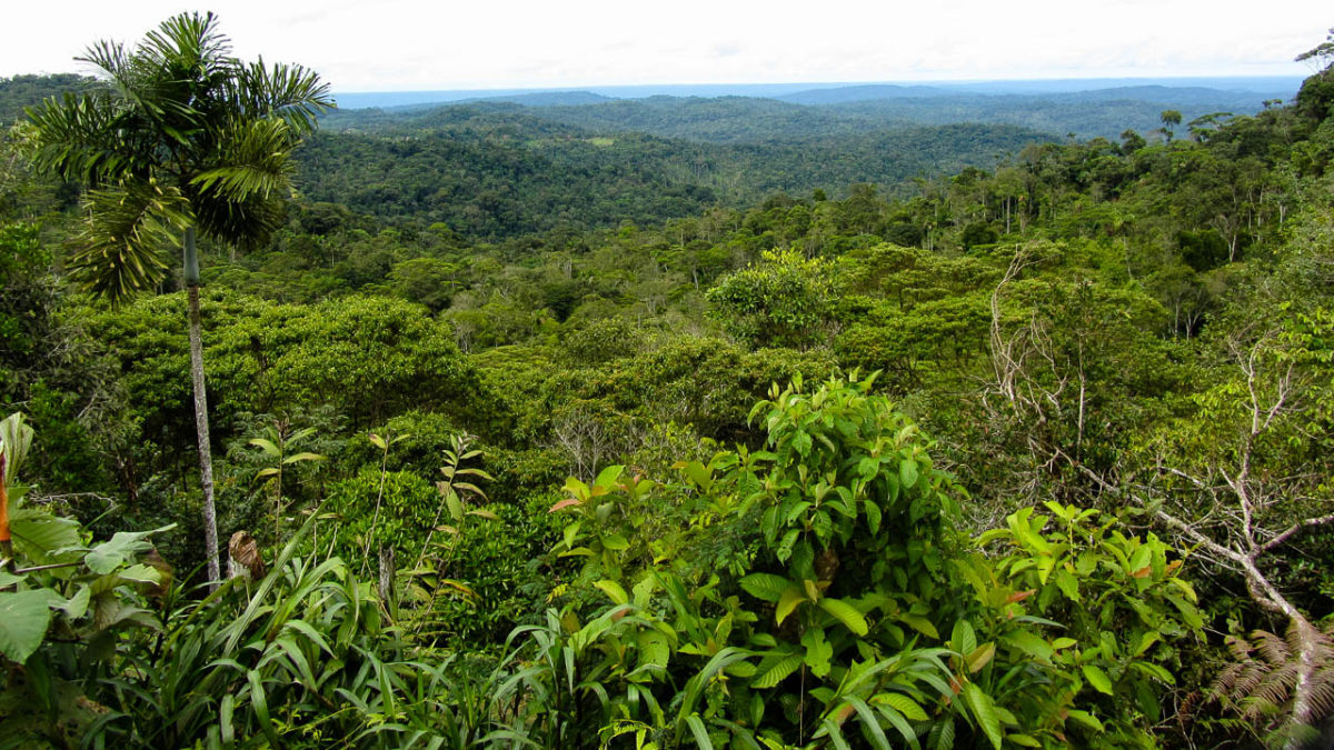 Le poumon de la Terre