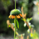 Quelle fleur ?