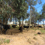 Le marché aux bestiaux, dan le même village