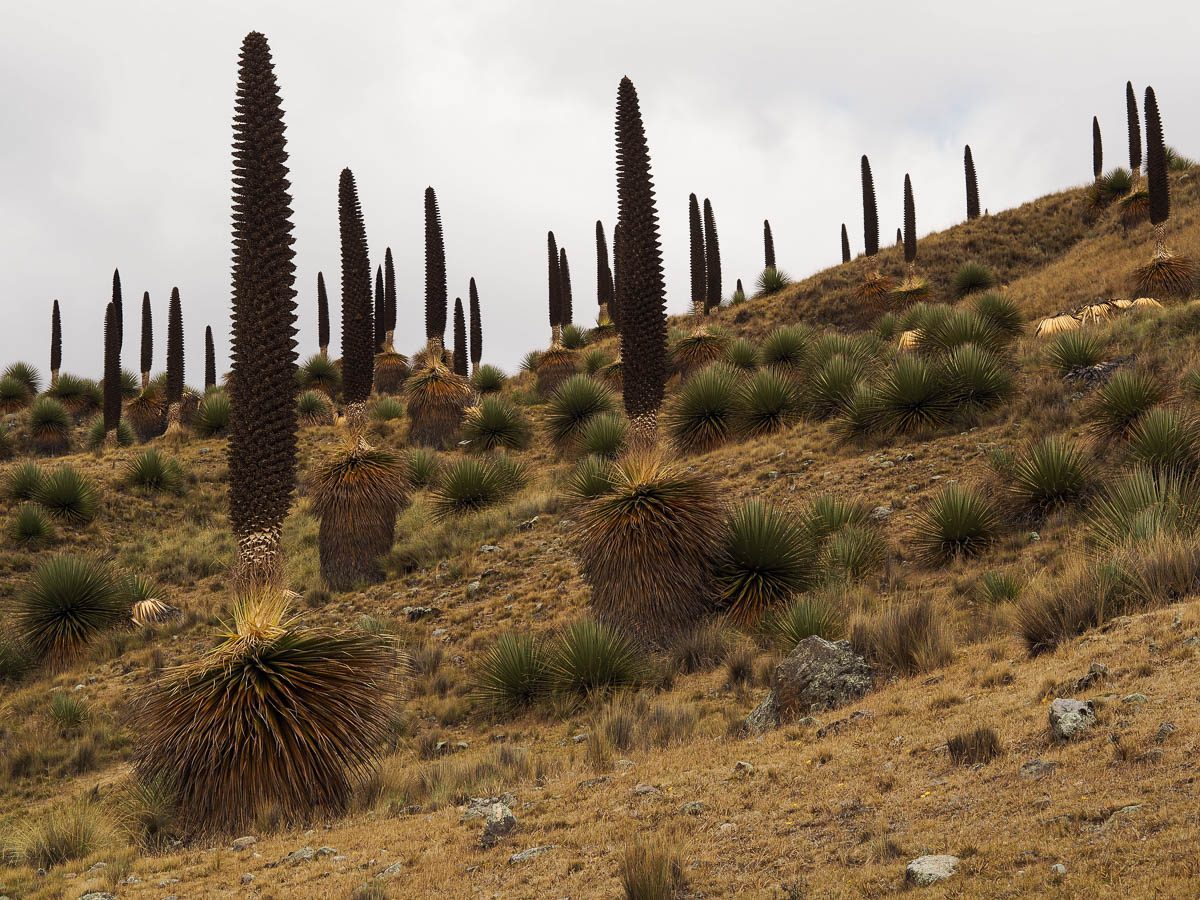 Puya Raimondi