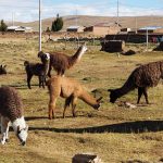 Lamas ?