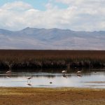 Les flamands roses