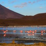 Toujours des flamands roses, lagune Hedionda
