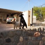 Une belle famille chiens digne d'un Walt Disney