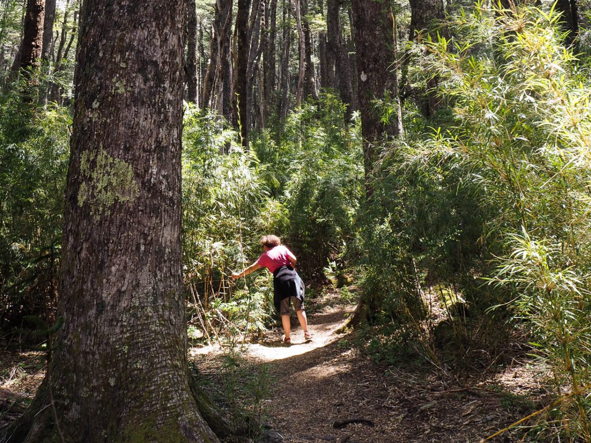 Promenons-nous dans les bois, PN Conguillio