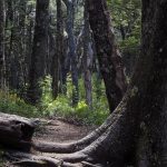 Sentier forestier du PN Conguillio