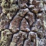 Ecorce et lichen