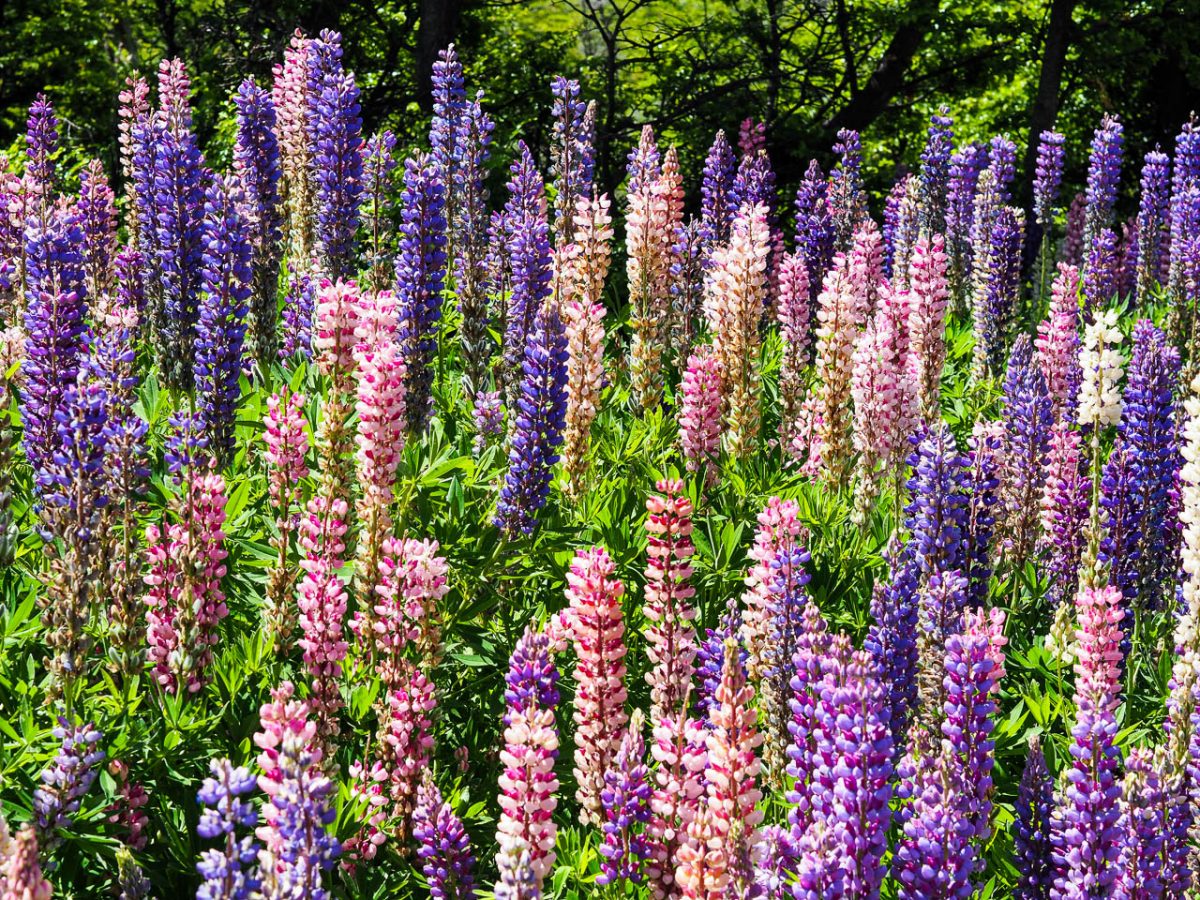 Plein de belles couleurs !