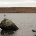 Cormoran de las rocas