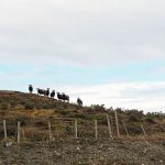 Des moutons partout