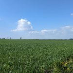Des champs cultivés