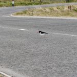 Un huitriers pie sur la route