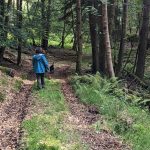 Dans la forêt