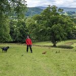 Balades dans les champs