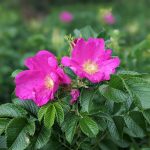 fleurs d'églantiers