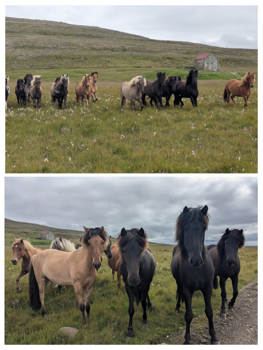 Chevaux islandais