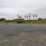 Renne et renard artique pas farouches pour les touristes