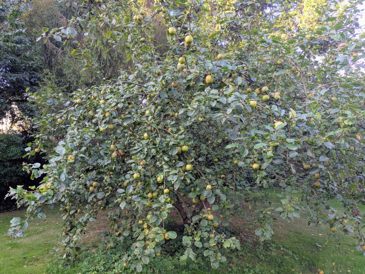 Pommier