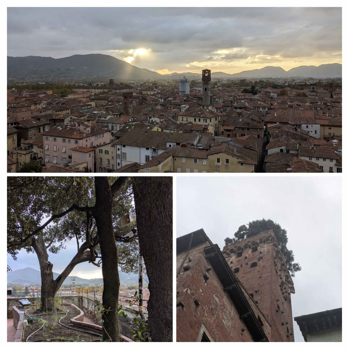 la Torre Guinigi