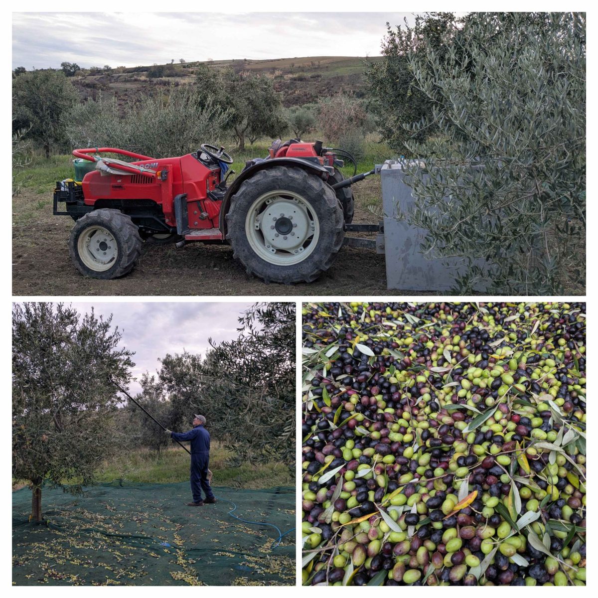 La récolte des olives bat son plein