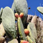 Plein de cactus partout...