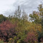 C'est l'automne