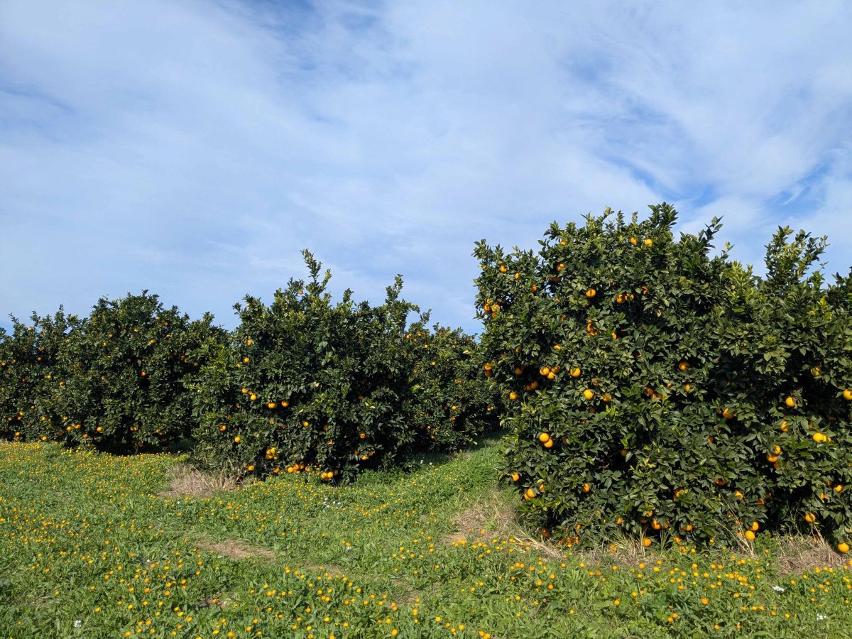 Vergers d'orangers