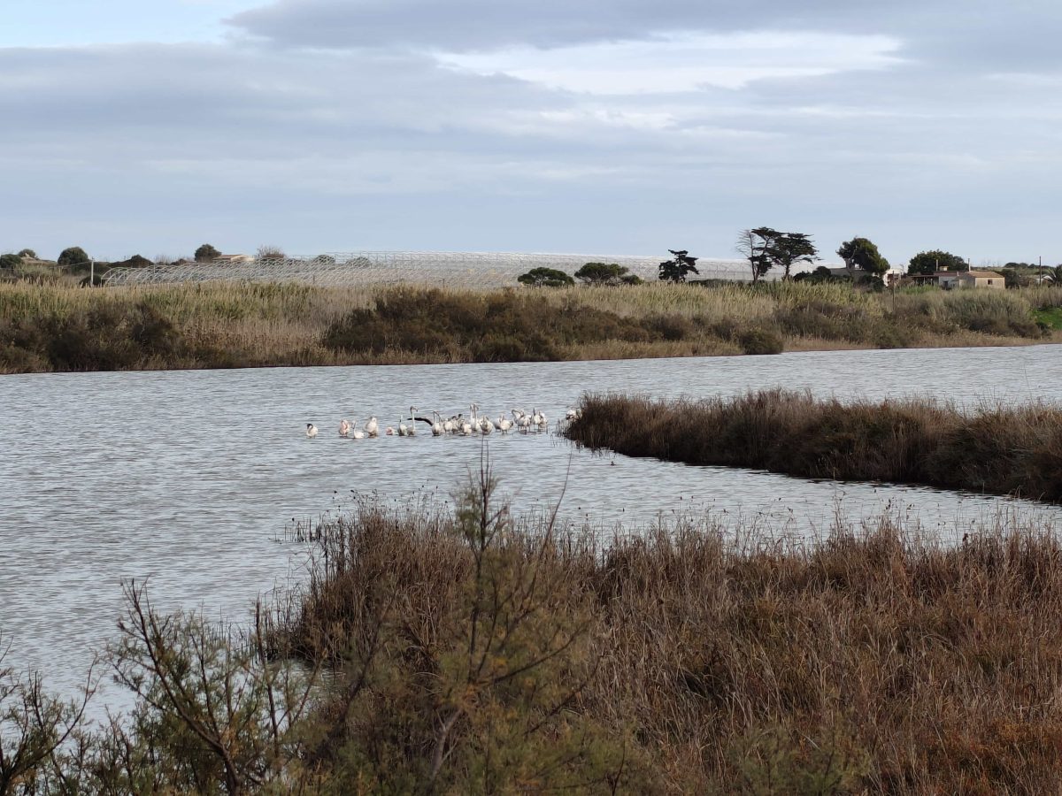 Flamands roses palots