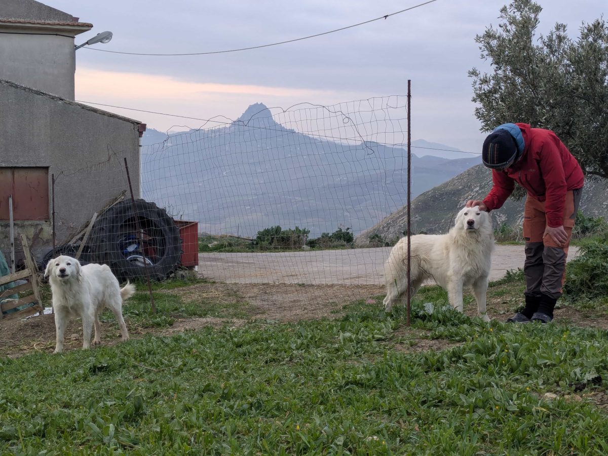 Nos patous d'un soir