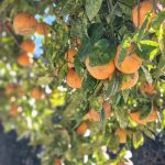 Toujours plein d'agrumes