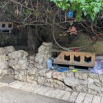 Les italiens bichonnent les chats errants